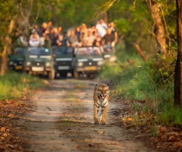 Kathmandu/Pokhara: 3 Day Chitwan Jungle Safari Tour