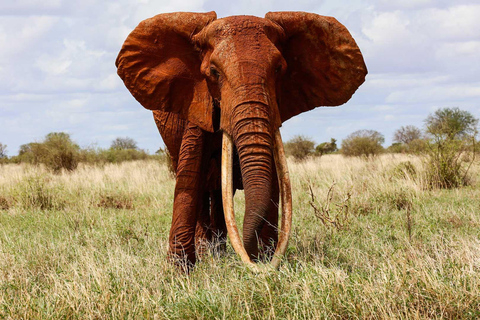 Nairobi: 4-Day Amboseli, Tsavo West and East Guided Safari