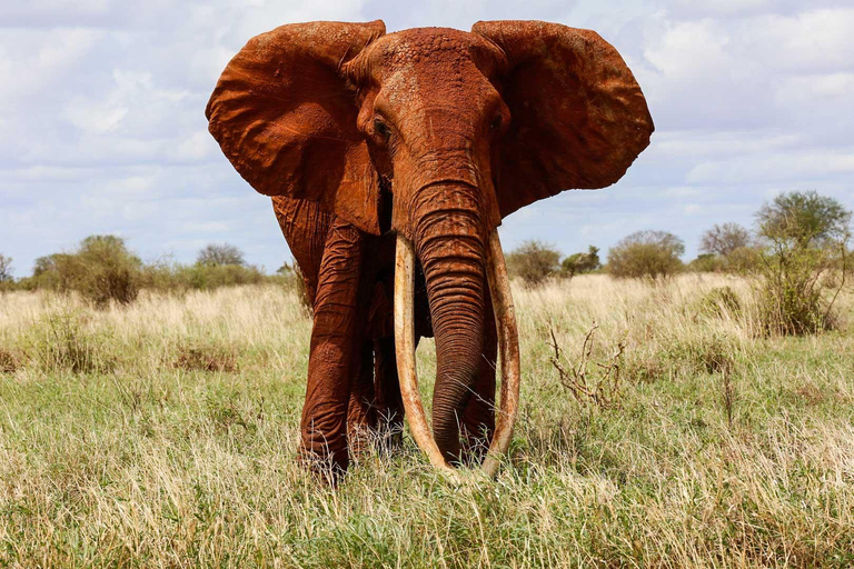 Da Nairobi: Tour dell&#039;orfanotrofio degli elefanti David Sheldrick