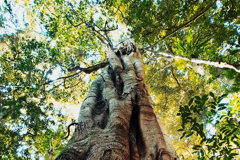 Cairns: Daintree Rainforest & Cape Tribulation Minibus Tour Cairns CBD Hotel Pickup