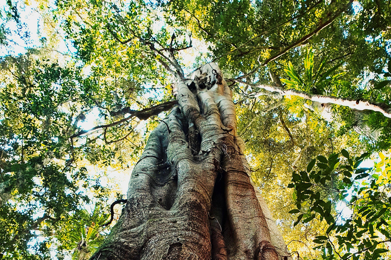 Cairns: Daintree Rainforest & Cape Tribulation Minibus Tour Cairns CBD Hotel Pickup