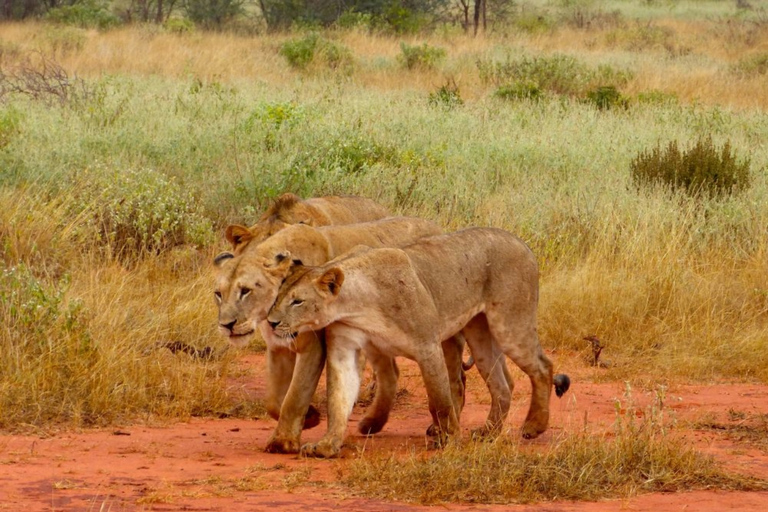 Quênia: 6 dias de Amboseli, Tsavo Oeste e Leste