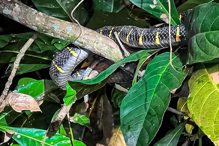 Khao Lak: Canoa notturna e passeggiata nella giungla della piccola Amazzonia