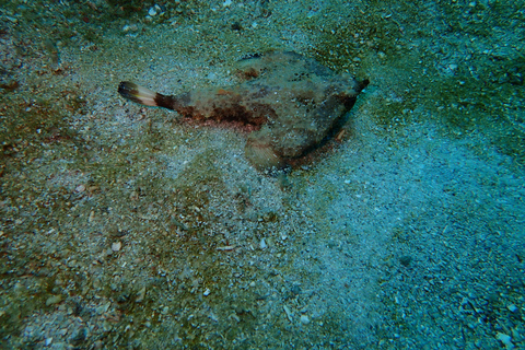 Cartagena: PADI DISCOVER SCUBA / MINICURSO DE BUCEO