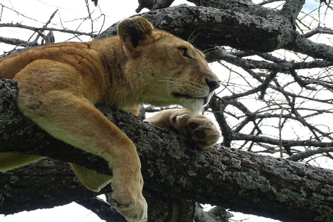 3-dniowe safari w Tanzanii w obiekcie klasy średniej3-dniowe safari w domku średniej klasy w Tanzanii