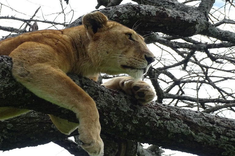 3-dniowe safari w Tanzanii w obiekcie klasy średniej3-dniowe safari w domku średniej klasy w Tanzanii