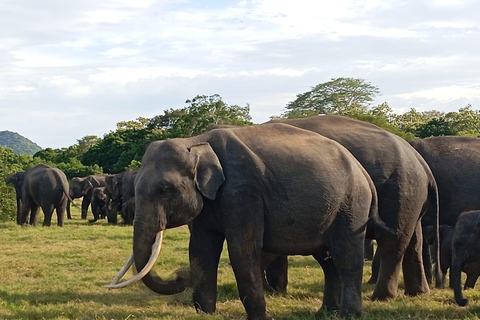 Safári no Parque Nacional Minneriya com tudo incluído e escolha de hotel