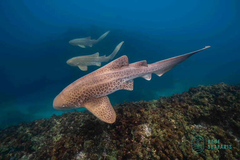 Byron Bay: Snorkelling Tour of Julian Rocks "Nuthungulli" Byron Bay: Snorkel Julian Rocks