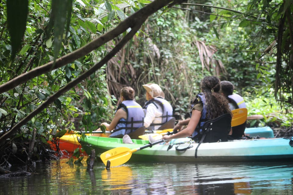 Tortuguero KAYAK Tour in den Kanalen. Ein unvergleichliches Erlebnis GetYourGuide