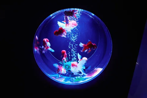 Tóquio: Ingresso para o Art Aquarium Museum GINZA