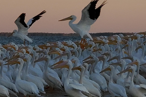 Au départ de Miami : Visite des Everglades avec tour en bateau de 90 minutes