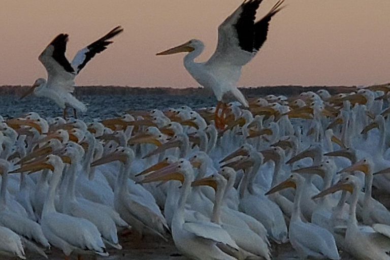 Von Miami aus: Everglades Tour mit 90-minütiger Bootstour