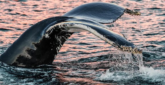 Tromsø: 8-Day Whale Watching and Northern Lights Boat Tour