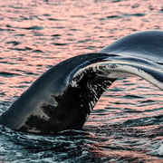 Tromsø: tour en barco de 8 días con avistamiento de ballenas y aurora boreal