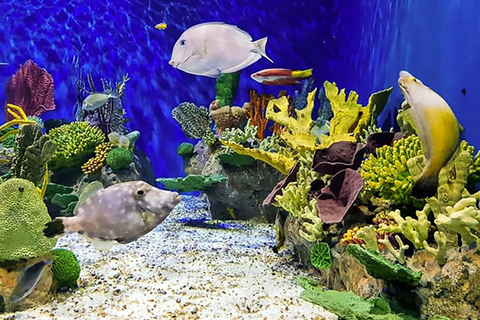 Descubra o AquaRio e o Boulevard Olímpico: Vida marinha e arte