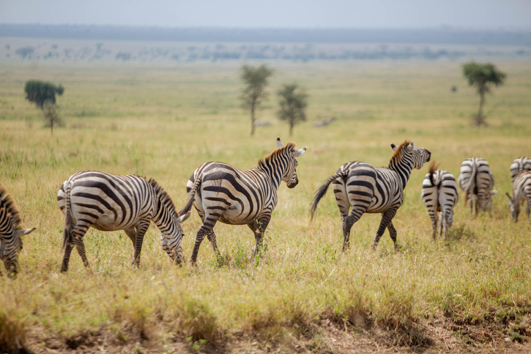 Moshi/Arusha: Tarangire National Park Day Trip with Lunch Arusha: Tarangire National Park Day Trip with Game Drives