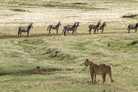 2-Days Private Luxury Safari from and back to Zanzibar