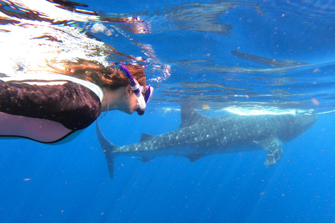 Swim with Whale Sharks from Cancun, Playa Del Carmen, Tulum