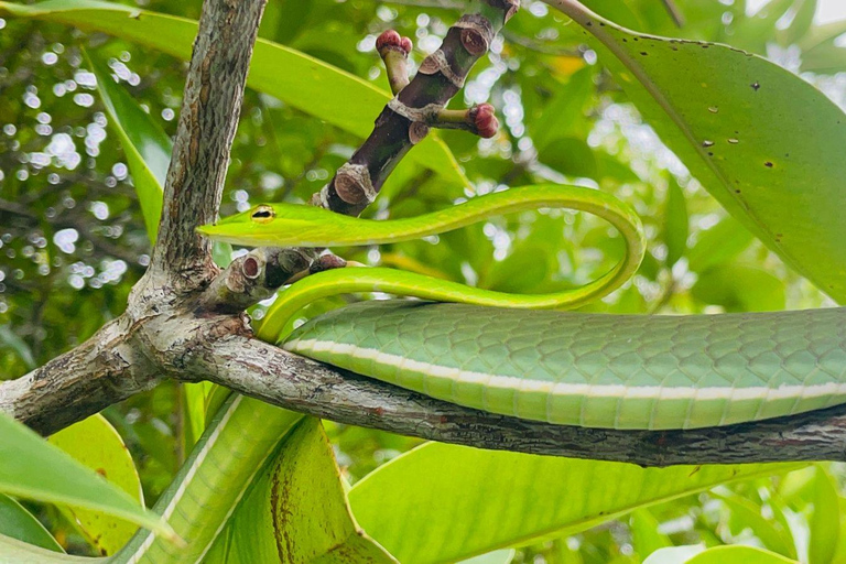 Colombo: Bentota Mangrove River Safari 6-8 Hour Tour