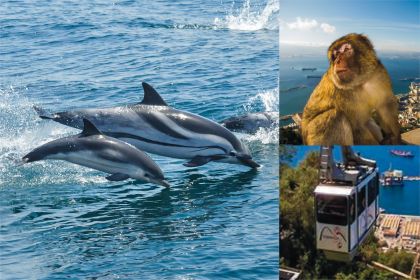 Gibraltar: Båtutflykt med delfinskådning och linbana