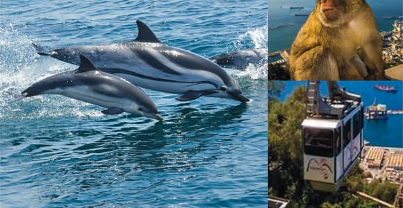 Gibraltar: Delfin-Beobachtungs-Kreuzfahrt und Seilbahn-Fast-Track-Kombi