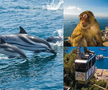 Gibraltar: Cruzeiro de observação de golfinhos e teleférico com combinação de acesso rápido
