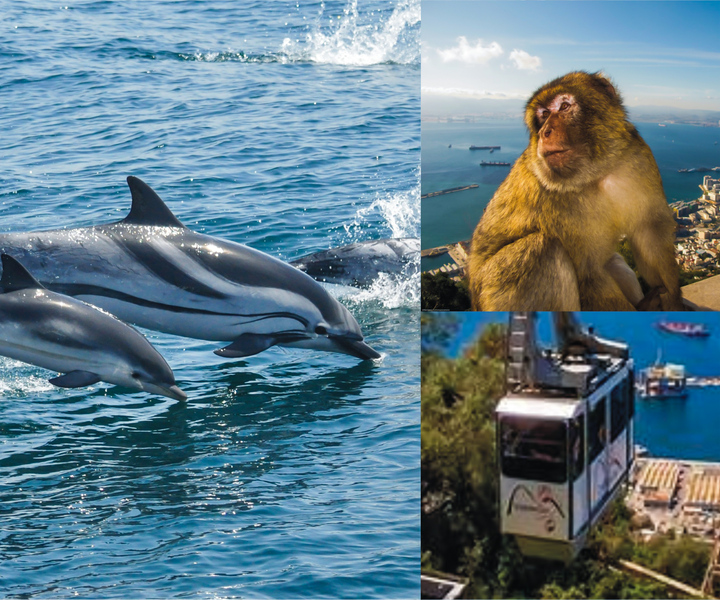 Gibraltar: Dolphin Watch Cruise & Cable Car Fast Track Combo