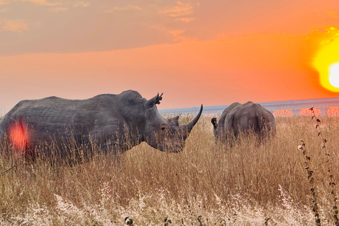 Nairobi Park Safari, Sheldrick's Orphanage & Giraffe Center Shared Drive in Open-Roof Van Game Drive