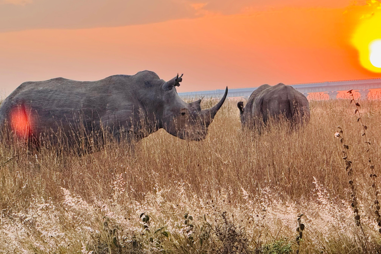 Nairobi Park Safari, Sheldrick's Orphanage & Giraffe Center Shared Drive in Open-Roof Van Game Drive