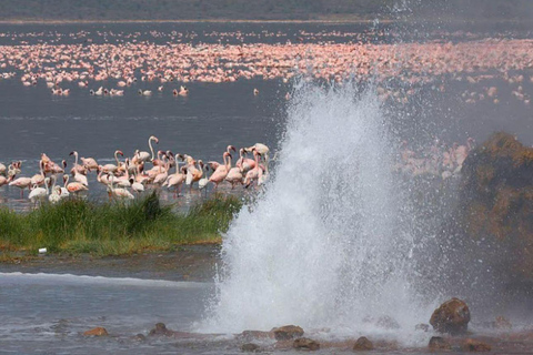 Lake Nakuru & Naivasha National Park Wildlife Highlights