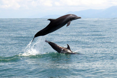 Marino Ballena National Park: Watching Whales and Dolphins