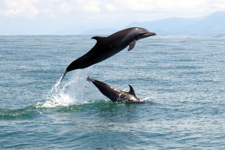 Marino Ballena National Park: Watching Whales and Dolphins