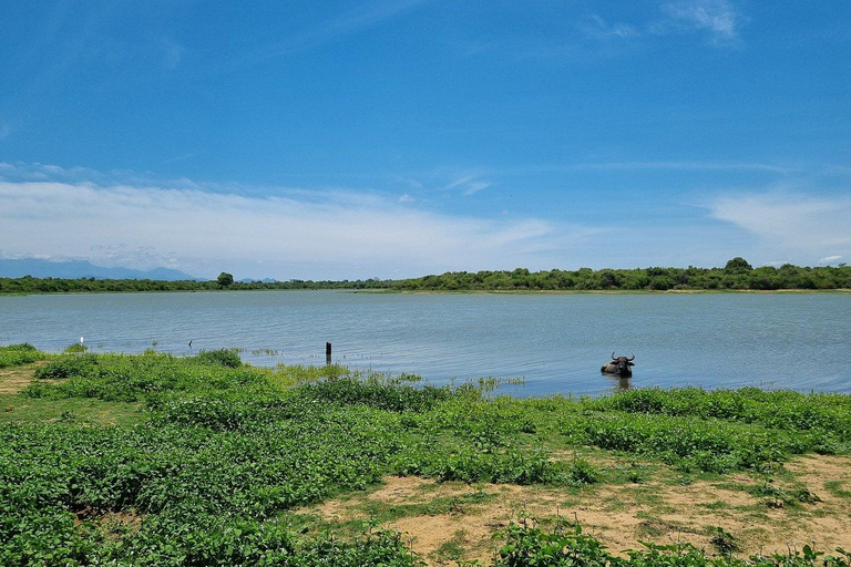 From South Coast: Udawalawe Park Safari with Ella Drop-off