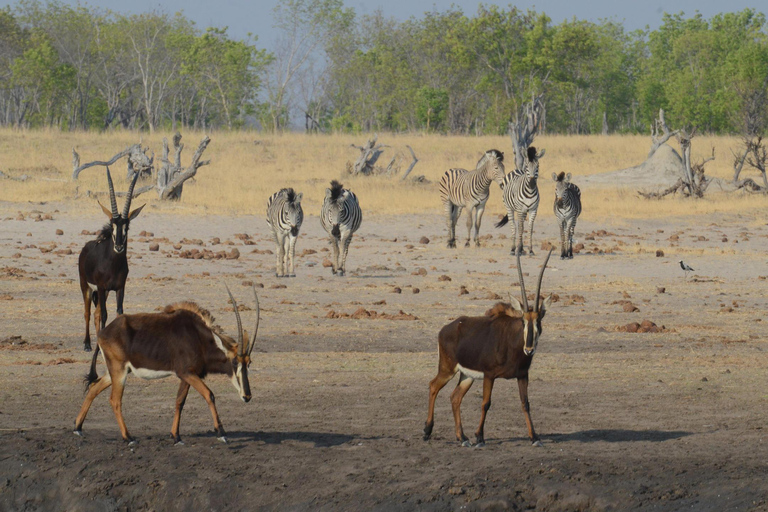 2 Daagse Victoria Watervallen &amp; Hwange Safari Combo