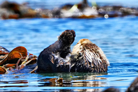 Morro Bay: Whale Watching with Lost Isle Adventures