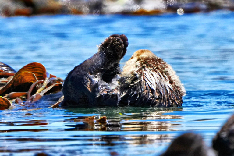 Morro Bay: Whale Watching with Lost Isle Adventures