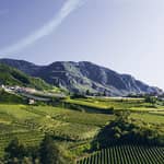 Montan: visita alla cantina e degustazione di vini, Pfitscher
