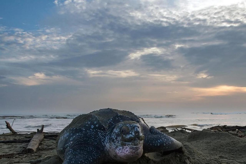 Giant Sea Turtle Conservation Tour in Bocas del Toro