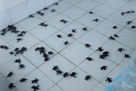 Bali: Horse Riding & Turtle Release Experience at Saba Beach Exclude: (not included horse riding tickets, lunch expense)