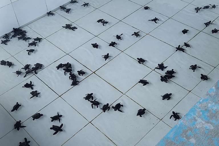 Bali: Horse Riding & Turtle Release Experience at Saba Beach Exclude: (not included horse riding tickets, lunch expense)