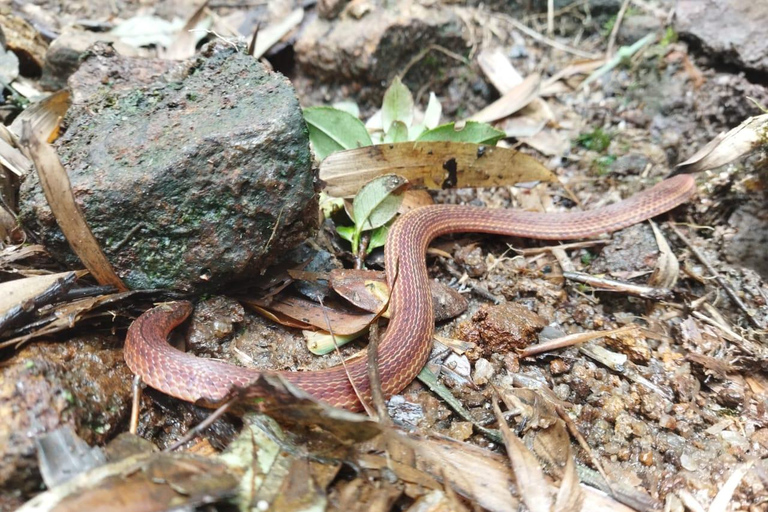 All-Inclusive Knuckles Mountain Range Full-Day Hiking Tour From Sigiriya/Dambulla:Knuckles Mountain Range Full-Day Tour