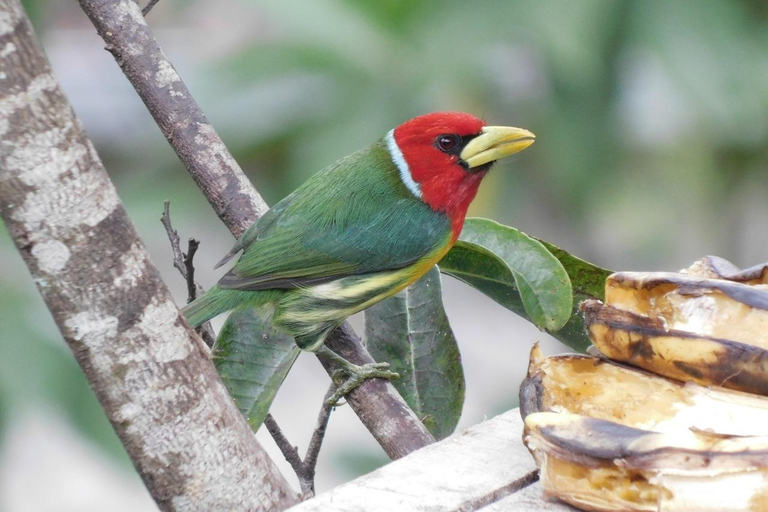 Bird watching ALL included - From Medellín