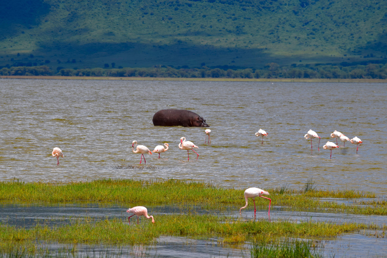 Arusha: Ngorongoro Crater Full-Day Safari Ngorongoro Crater: Full Day Safari