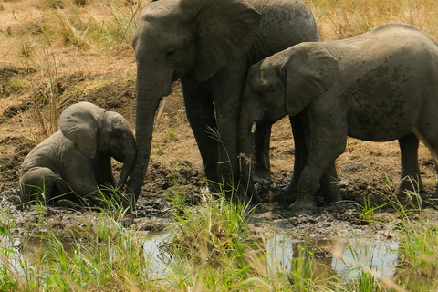 Arusha: 2-Day Tarangire & Lake Manyara Tanzania Safari Arusha: Private Day Trip to Tarangire National Park