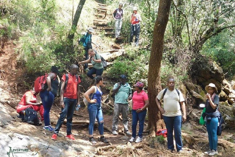 Nairobi: Caminhada pela Floresta Ngare Ndare e Canopy WalkNairobi: Caminhada pela Floresta Ngare Ndare e Passeio pela Copas das Árvores