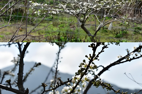 Guangzhou Conghua: One-Day Chartered Guide in Xitou Village