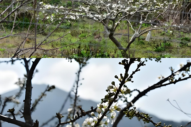 Guangzhou Conghua: One-Day Chartered Guide in Xitou Village