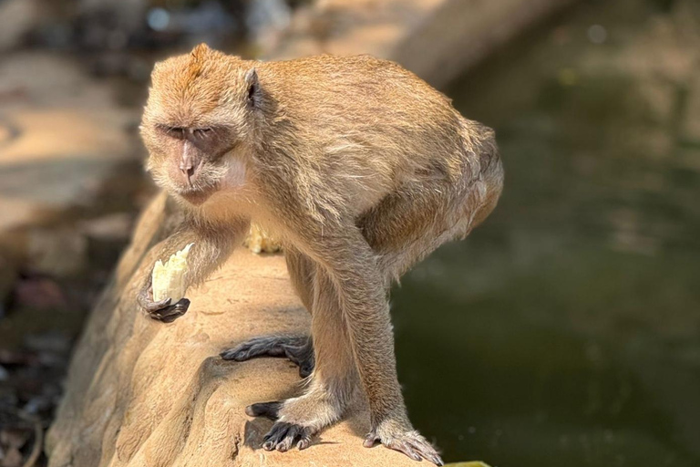 Khao Sok Lake Raft house, Temple & Wildlife Spotting w/Lunch