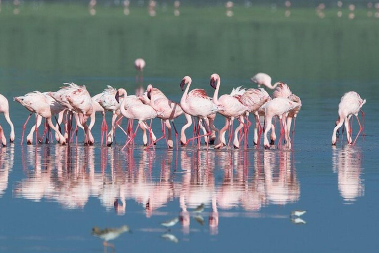 Arusha: Safári a pé pelo parque nacional com almoço