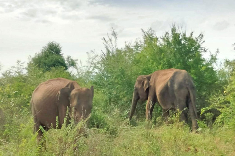 Safari en elefante Udawalawe con traslado desde Galle